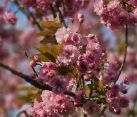 Prunus serrulata 'Kanzan' - Sierkers, kanzan - 2