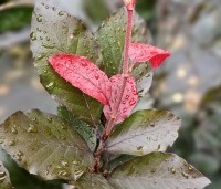 Fagus sylvatica 'Dawyck Purple' - Paarse Beuk - 2