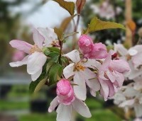 Malus Red Obelisk - Sierappel met donkerrode sierappels - 4