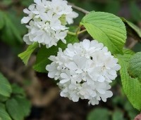 Viburnum plicatum 'Popcorn' - Japanse Sneeuwbal 'Popcorn' - 7