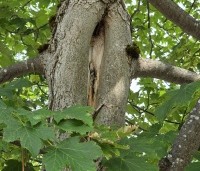 Acer pseudoplatanus - Gewone esdoorn - 2