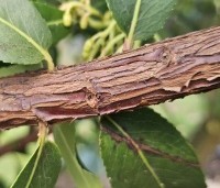 Arbutus unedo - Aardbeiboom - 6