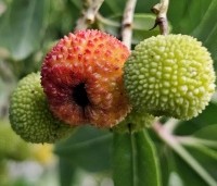 Arbutus unedo - Aardbeiboom - 7