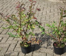 Euonymus Alatus