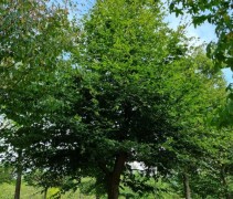 Groene beuk