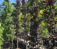 Fagus sylvatica 'Rohan Obelisk' - Beuk 'Rohan Obelisk' - 4