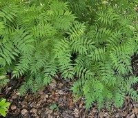 Sorbaria sorbifolia 'Sem' - Lijsterbessprirea 'Sem' - 2
