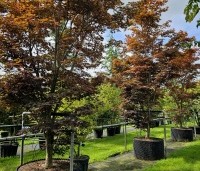 Acer palmatum 'Fireglow' - Japanse Esdoorn 'Fireglow' - bladkleur kleurt vanaf juli van rood naar bruinrood