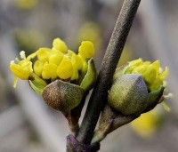 Cornus mas - Gele kornoelje - bloei