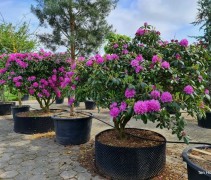 Rhododendron 'Roseum Elegans'