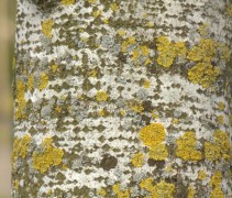 Stam populus tremula