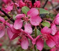 Malus 'Profusion' - Sierappel - 4