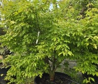 Acer triflorum - Driebloemige esdoorn - 1