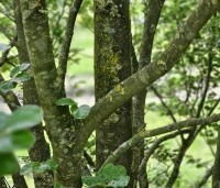 Fagus sylvatica 'Rotundifolia' - Rondbladige dwergbeuk - 7