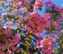 Bloemen Lagerstroemia indica 'Rosea'