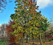 Liquidambar 'Lane Roberts'