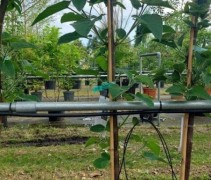 Paulownia fortunei ‘Fast Blue’ jonge boom