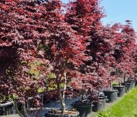 Acer palmatum 'Bloodgood' - Japanse esdoorn - zomer 2025