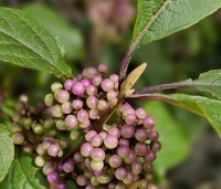 Callicarpa bodinieri 'Profusion' - Schoonvrucht - 2