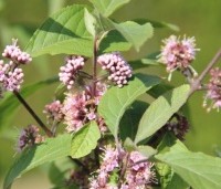 Callicarpa bodinieri 'Profusion' - Schoonvrucht - bloei