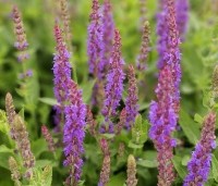 Salvia nemorosa 'Ostfriesland' per kist á 24 stuks - Salie - 2