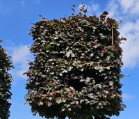 Fagus sylvatica 'Atropunicea' - Rode beuk - 1