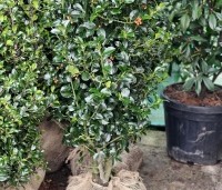 Ilex meserveae 'Heckenfee' - Hulst 'Heckenfee' - 1