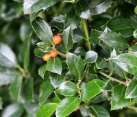 Ilex meserveae 'Heckenfee' - Hulst 'Heckenfee' - 2
