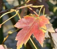 Acer rubrum 'October Glory' - Amerikaanse esdoorn - 1
