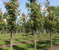 Acer x freemanii 'Autumn Blaze' - Acer x freemanii 'Autumn Blaze' - 4