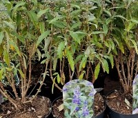 Caryopteris x clandonensis 'Grand Blue' - Blauwe spirea 'Grand Blue' - 1
