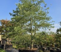 Quercus Phellos - Wilgbladige eik - 1