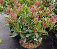 Skimmia japonica 'Rubella' - Skimmia - 5