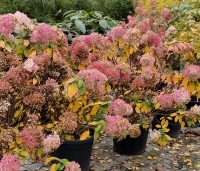 Hydrangea paniculata 'Bobo' - Dwerg Pluimhortensia 'Bobo' - najaar