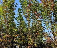 Amelanchier canandensis 'October Flame' - Zuilvormige krentenboompje met rood herfstblad - 4