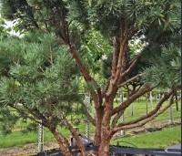 Pinus sylvestris 'Watereri' - Dwerg grove den 'Watereri' - 4