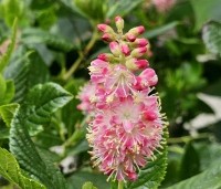 Clethra alnifolia 'Ruby Spice' - Schijnsels 'Ruby Spice' - 1