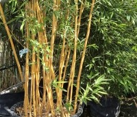 Phyllostachys aureosulcata 'Aureocaulis' - Gele Bamboe - 2