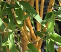Phyllostachys aureosulcata 'Aureocaulis' - Gele Bamboe - 3