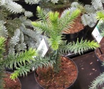 Araucaria Apenboom