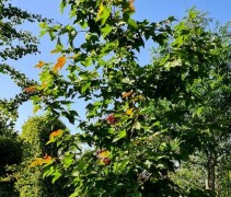 Liquidambar formosa 'Ellen'