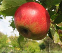 Malus domestica 'Elstar'