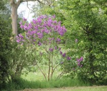 Sering 'Andenken an ludwig späth' sier struik met bloemen