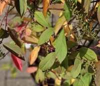 Itea virginica 'Henry's Garnet'  - Bloemwilg 'Henry's Garnet' - 2