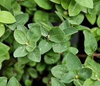 Lonicera caerulea 'Duet' - Honingbes 'Duet'  - 1