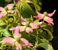 Cornus kousa 'Beni Fuji' - Japanse grootbloemige kornoelje 'Beni Fuji' - 1