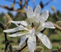 Magnolia stellata - Beverboom - 1