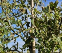 Quercus x turneri 'Pseudoturneri' - Semi- wintergroene eik 'Pseudoturneri' - 6