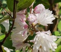 Deutzia crenata 'Pride Of Rochester' - Bruidsbloem  'Pride Of Rochester' - 2