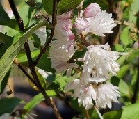 Deutzia crenata 'Pride Of Rochester' - Bruidsbloem  'Pride Of Rochester' - 3